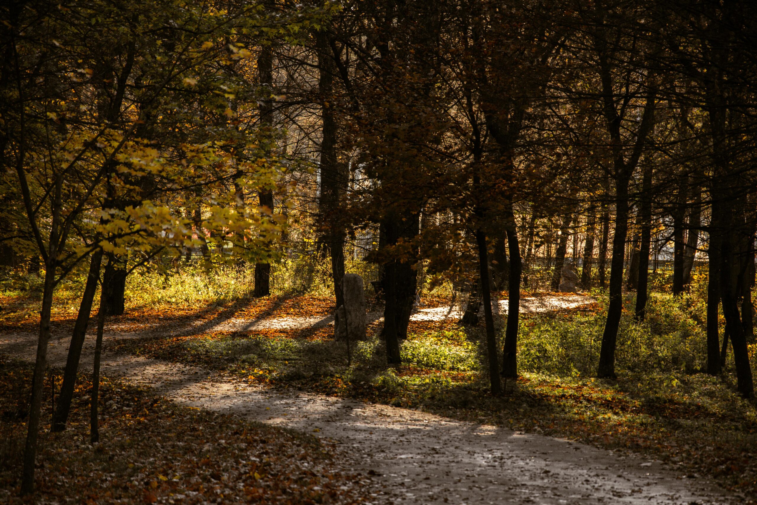 A serene autumn forest path surrounded by trees with sunlight filtering through the leaves.